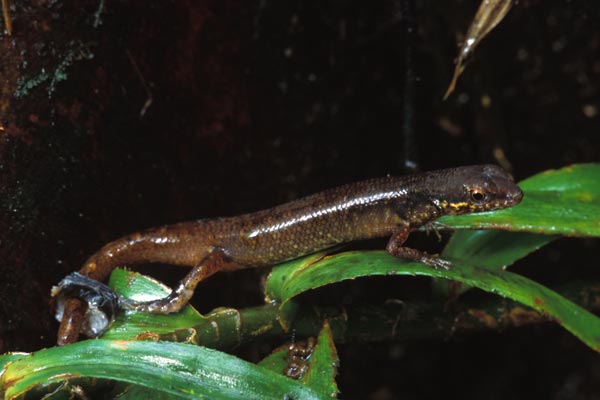 Czechura’s Shade Skink (Saproscincus czechurai)