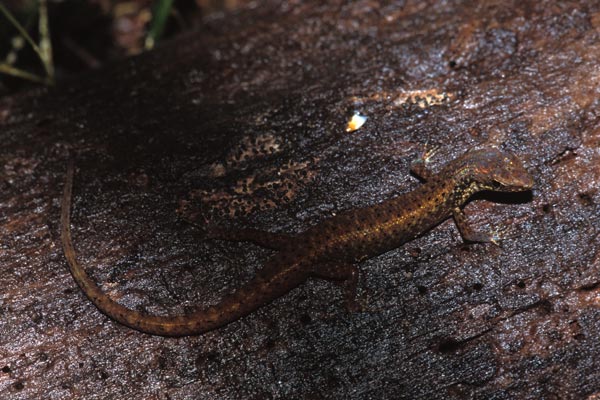 Czechura’s Shade Skink (Saproscincus czechurai)