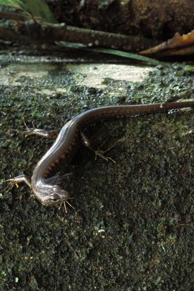 Rainforest Water Skink (Concinnia tigrinus)