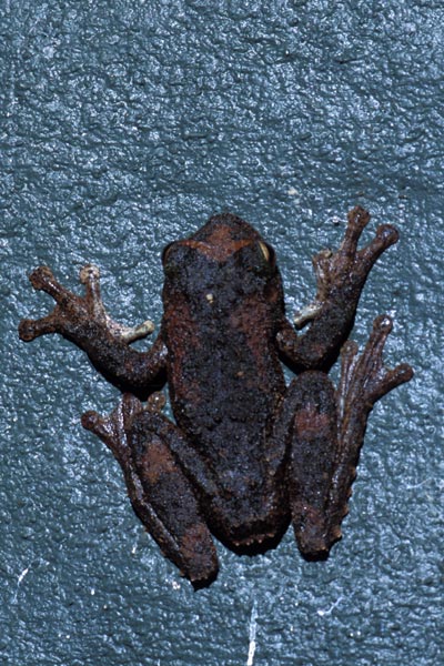 Green-eyed Treefrog (Ranoidea serrata)