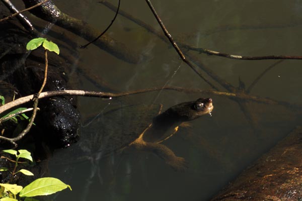 Saw-shelled Turtle (Wollumbinia latisternum)