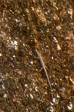 Striped Snake-eyed Skink (Cryptoblepharus virgatus)