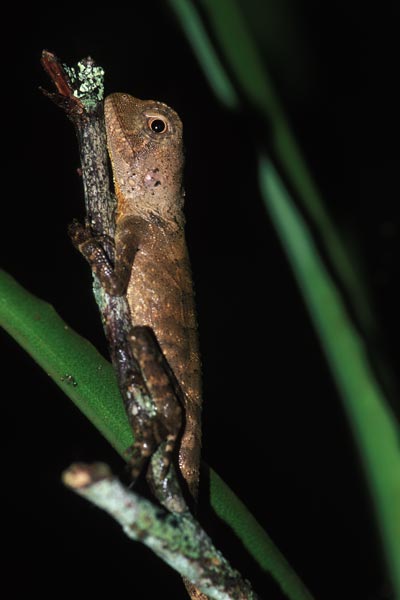 Boyd’s Forest Dragon (Lophosaurus boydii)