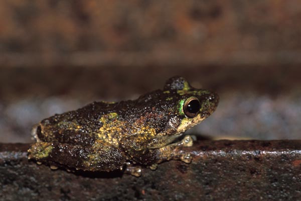 Green-eyed Treefrog (Ranoidea serrata)