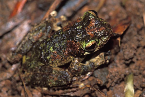 Green-eyed Treefrog (Ranoidea serrata)