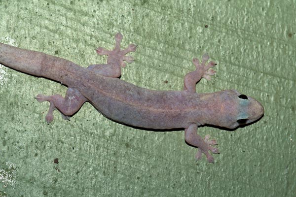 Dubious Dtella (Gehyra dubia)