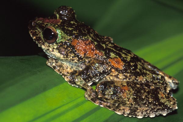 Green-eyed Treefrog (Ranoidea serrata)