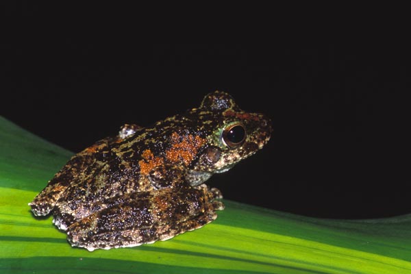 Green-eyed Treefrog (Ranoidea serrata)