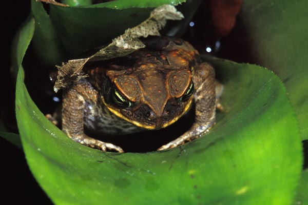 Cane Toad (Rhinella marina)