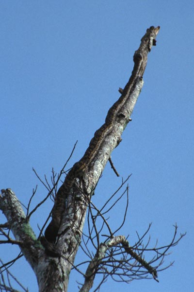 Australian Scrub Python (Simalia kinghorni)