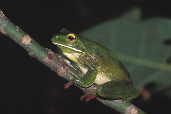 White-lipped Treefrog (Nyctimystes infrafrenatus)