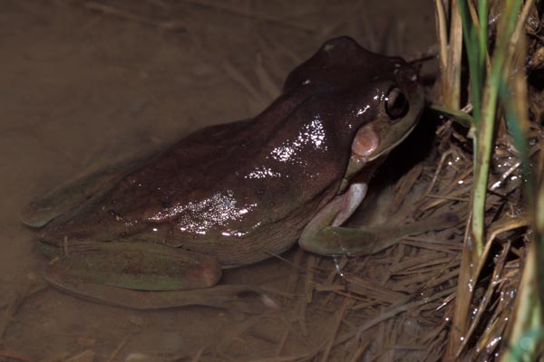 Green Treefrog (Ranoidea caerulea)