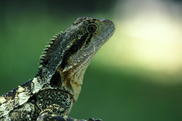 Eastern Water Dragon (Intellagama lesueurii lesueurii)