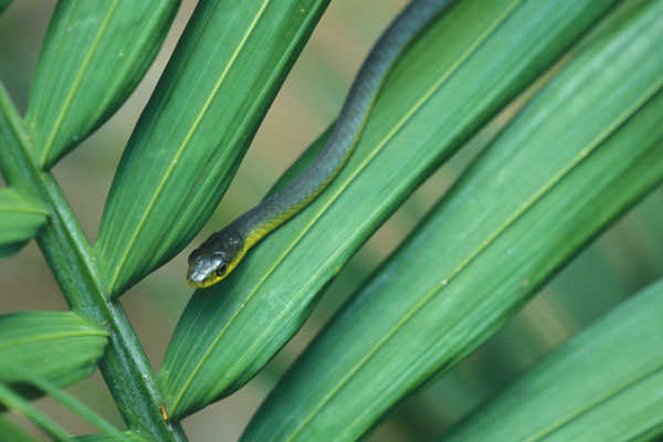 Green Tree Snake (Dendrelaphis punctulatus)