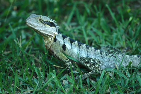 Eastern Water Dragon (Intellagama lesueurii lesueurii)