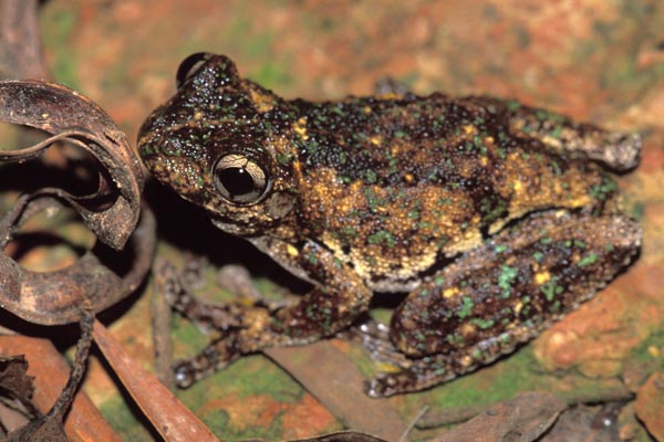 Emerald-spotted Treefrog (Litoria peronii)