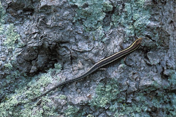 Elegant Snake-eyed Skink (Cryptoblepharus pulcher pulcher)