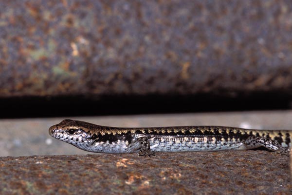 Bar-sided Skink (Concinnia tenuis)