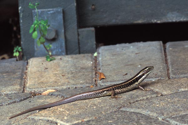 Eastern Water Skink (Eulamprus quoyii)