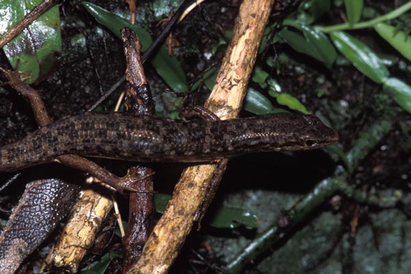 Challenger’s Shade Skink (Saproscincus challengeri)