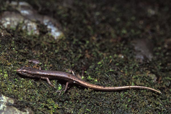 Challenger’s Shade Skink (Saproscincus challengeri)