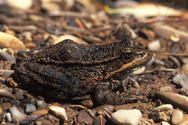 California Red-legged Frog (Rana draytonii)