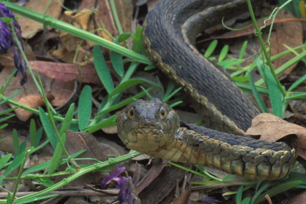 Sierra Gartersnake (Thamnophis couchii)