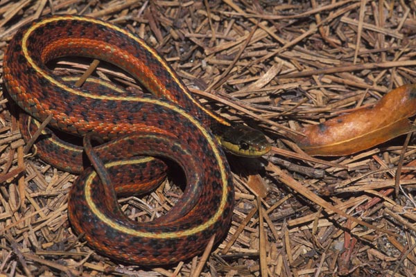 Coast Gartersnake (Thamnophis elegans terrestris)