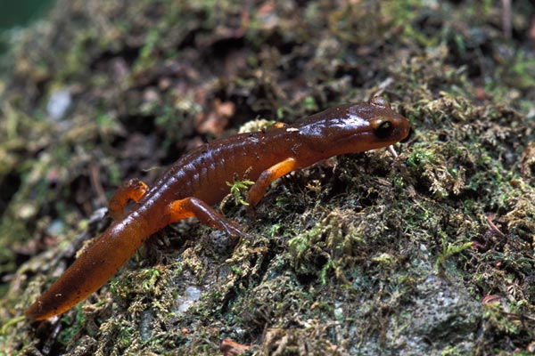 Yellow-eyed Ensatina (Ensatina eschscholtzii xanthoptica)