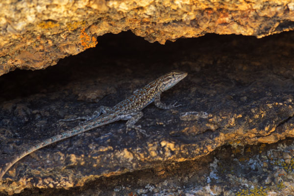 Western Side-blotched Lizard (Uta stansburiana elegans)