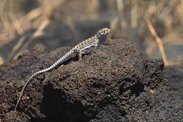 Long-nosed Leopard Lizard (Gambelia wislizenii)