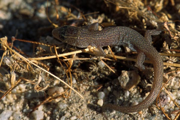 Desert Night Lizard (Xantusia vigilis)