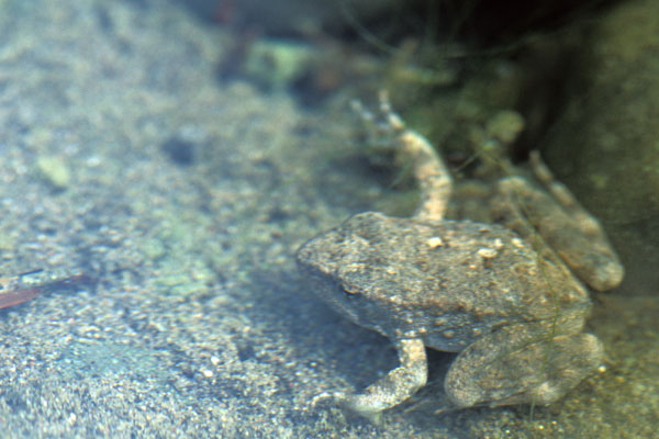 Foothill Yellow-legged Frog (Rana boylii)