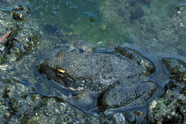 Foothill Yellow-legged Frog (Rana boylii)