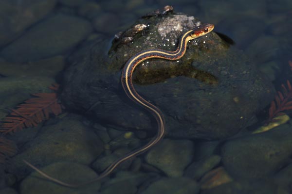 California Red-sided Gartersnake (Thamnophis sirtalis infernalis)