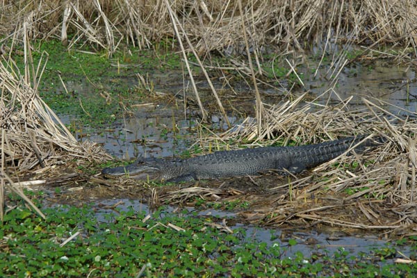 American Alligator (Alligator mississippiensis)