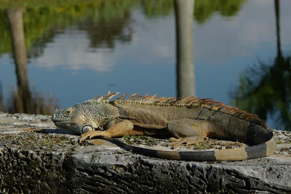 Green Iguana (Iguana iguana)