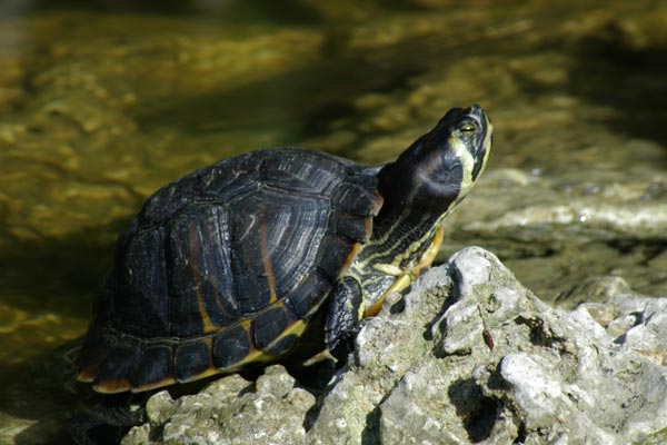 Yellow-bellied Slider (Trachemys scripta scripta)