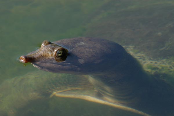 Florida Softshell (Apalone ferox)