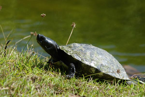 Peninsula Cooter (Pseudemys peninsularis)