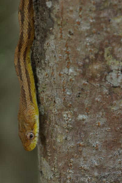 Eastern Ratsnake (Pantherophis alleghaniensis)