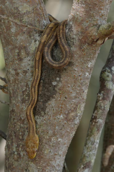 Eastern Ratsnake (Pantherophis alleghaniensis)