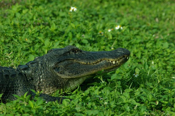 American Alligator (Alligator mississippiensis)