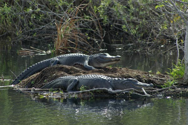 American Alligator (Alligator mississippiensis)