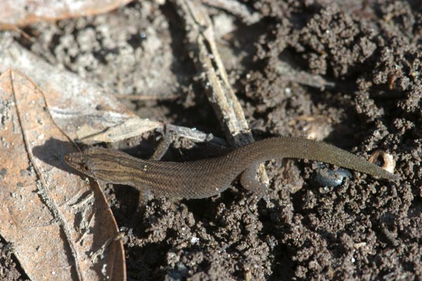 Florida Reef Gecko (Sphaerodactylus notatus notatus)