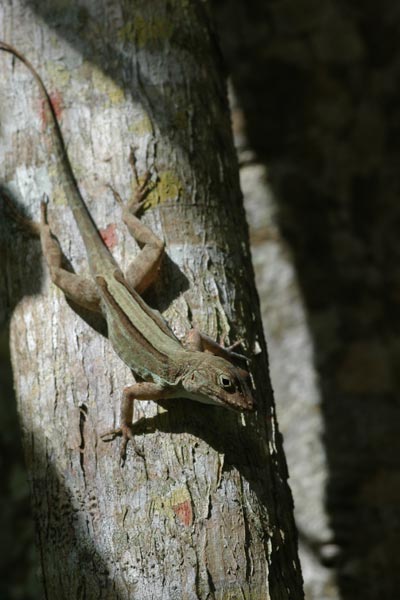 Puerto Rican Crested Anole (Anolis cristatellus cristatellus)