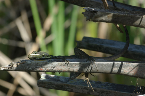 Brown Basilisk (Basiliscus vittatus)