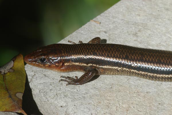 Southeastern Five-lined Skink (Plestiodon inexpectatus)