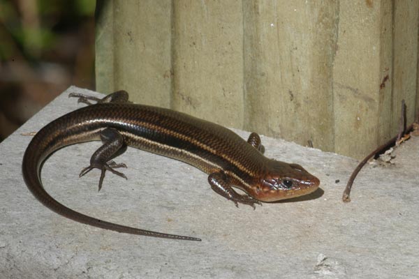 Southeastern Five-lined Skink (Plestiodon inexpectatus)