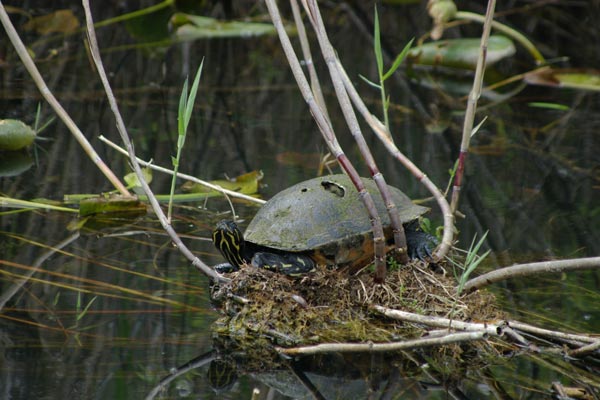 Florida Red-bellied Cooter (Pseudemys nelsoni)